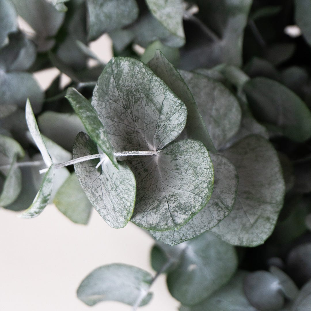 Ramo Eucalipto Verde