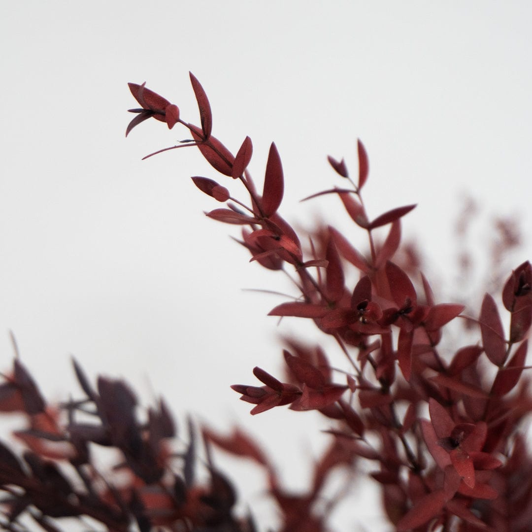 Ramo Parvifolia Granate