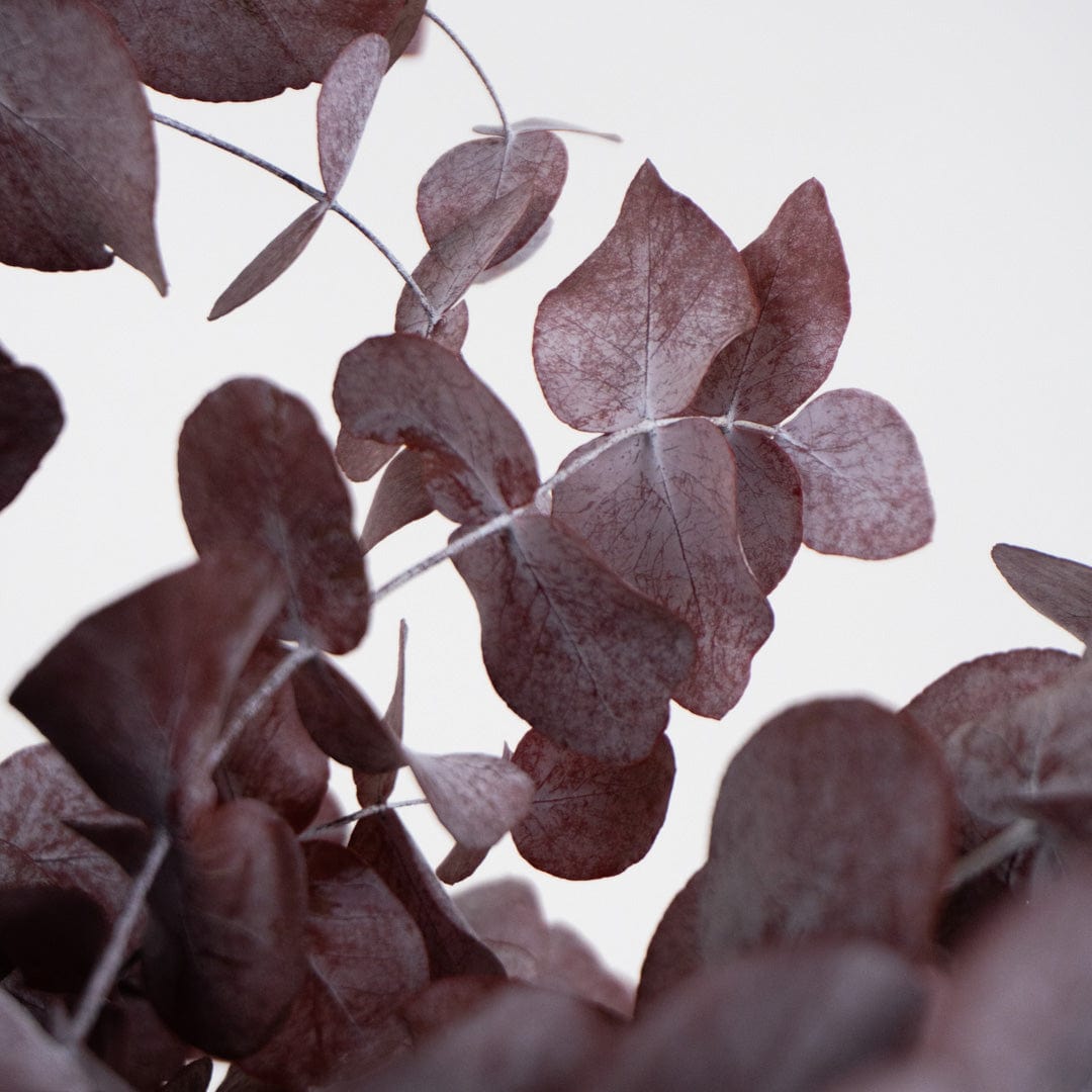 Ramo Eucalipto Granate