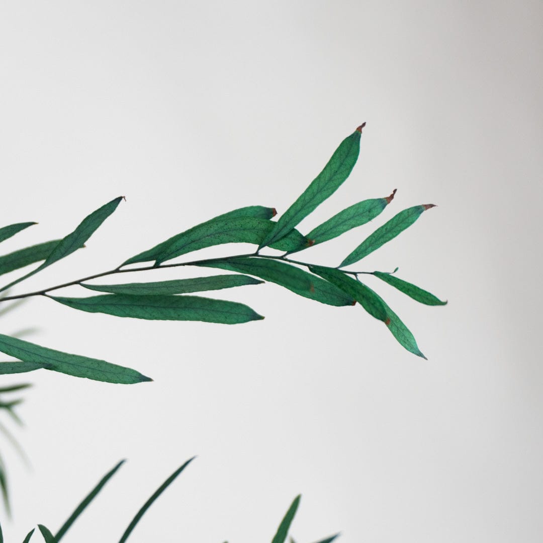 Ramo Eucalipto Nicholli Azul