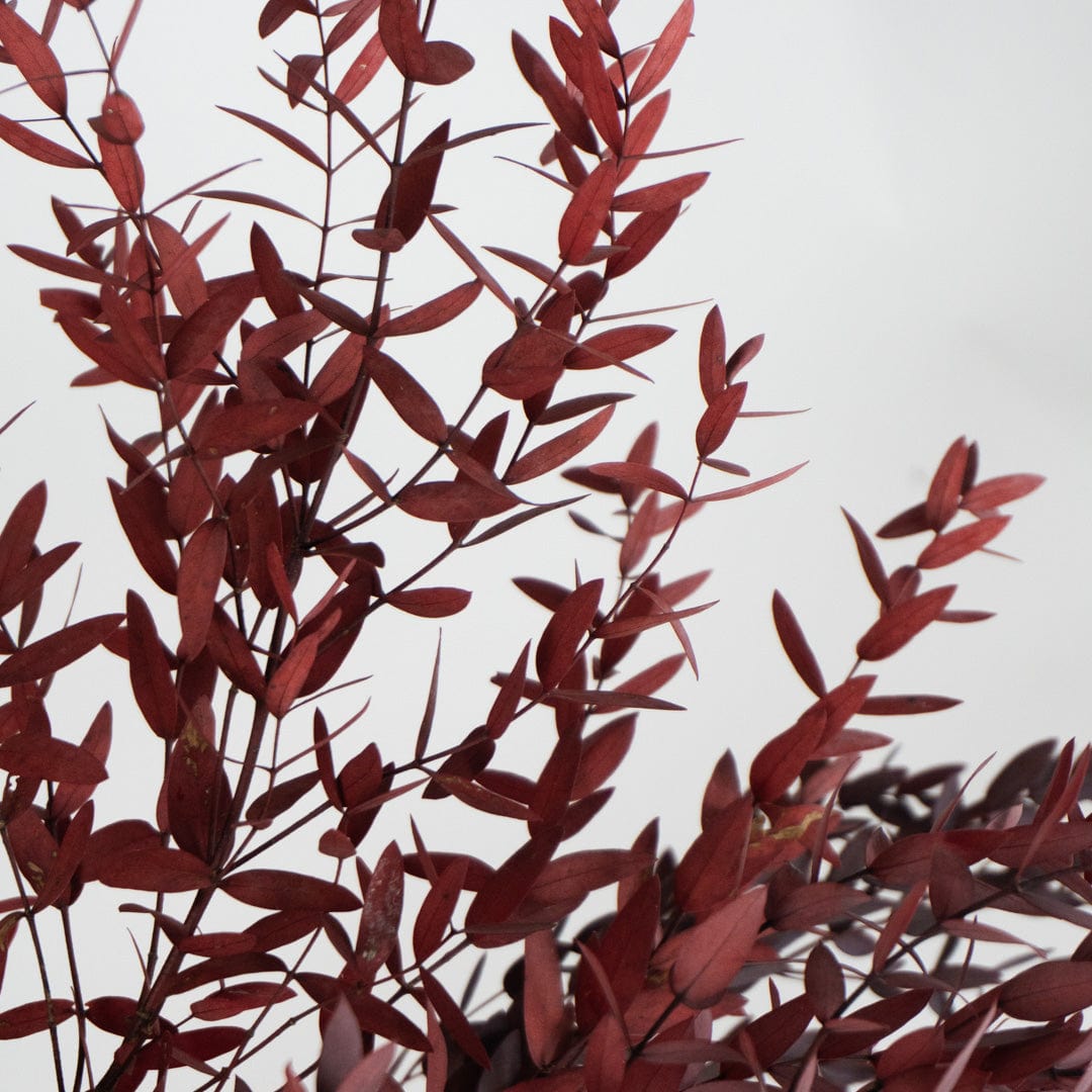 Ramo Parvifolia Granate