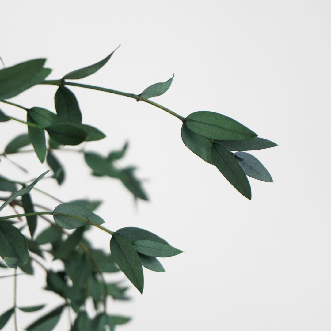 Ramo Parvifolia Verde