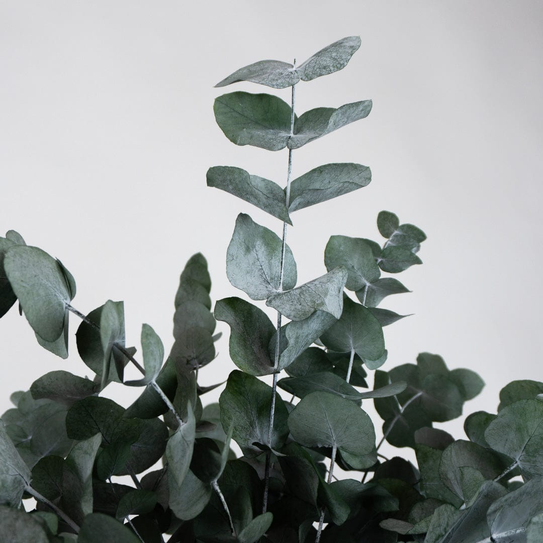 Ramo Eucalipto Verde