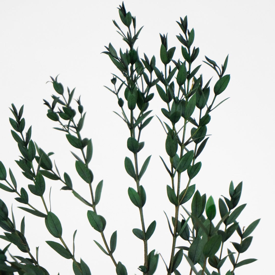 Ramo Parvifolia Verde