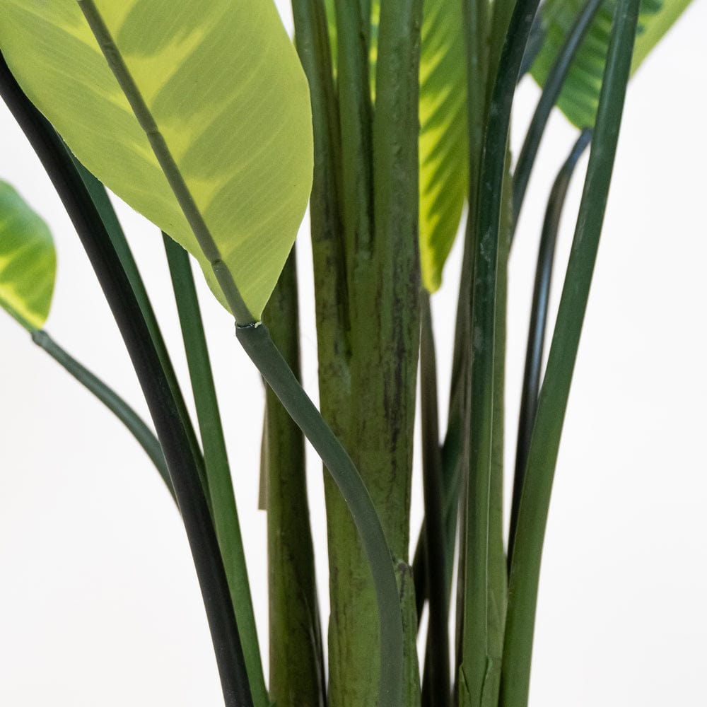 Dieffenbachia Variegata