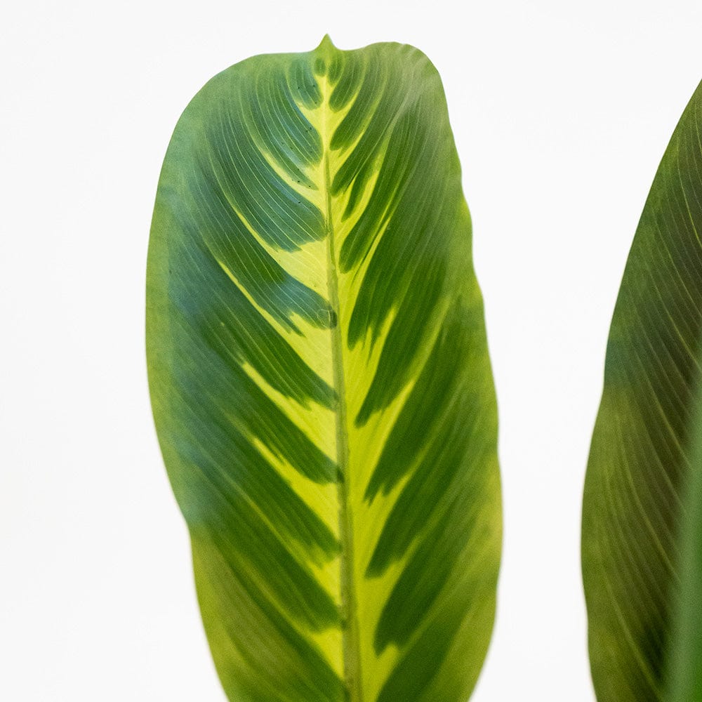 Dieffenbachia Variegata