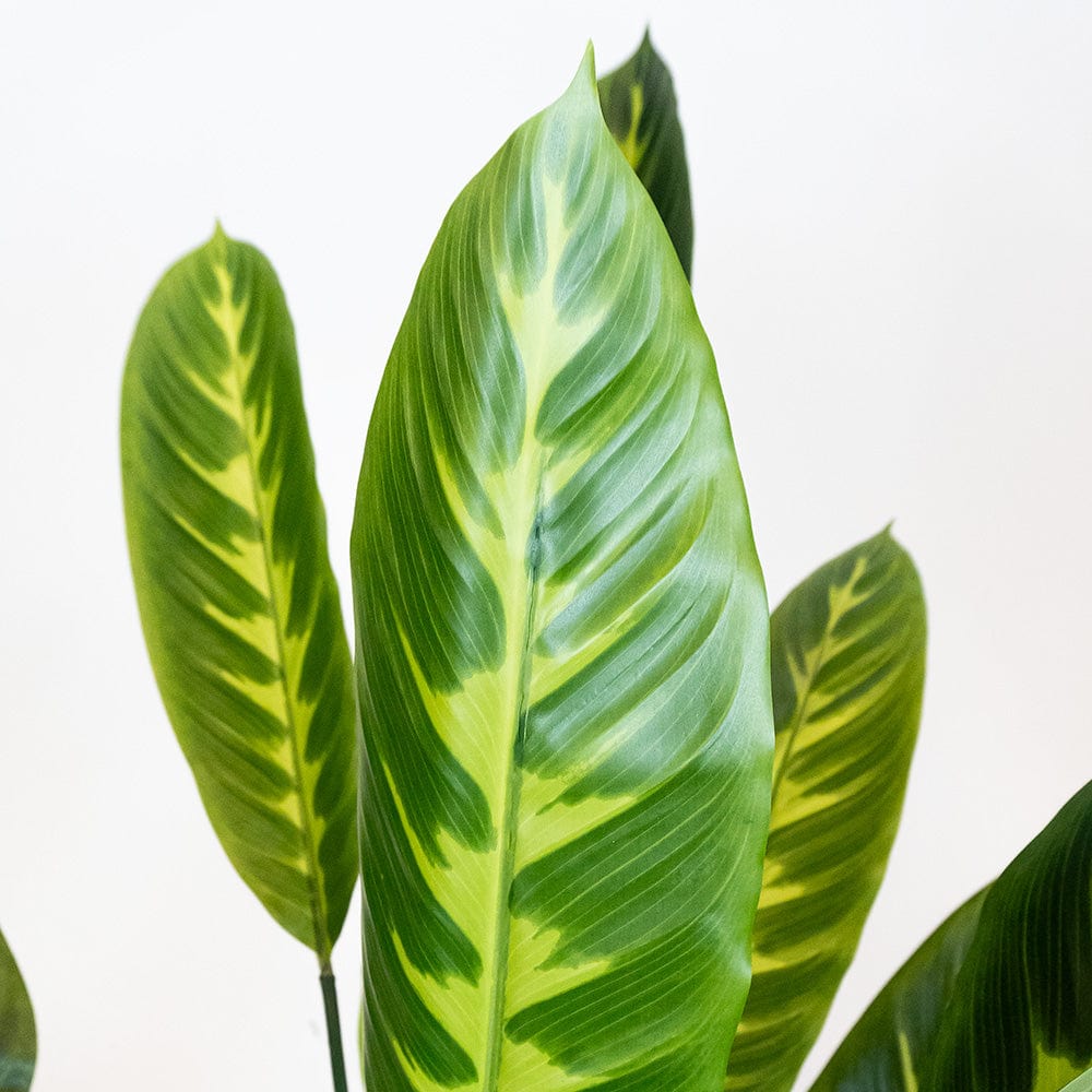 Dieffenbachia Variegata