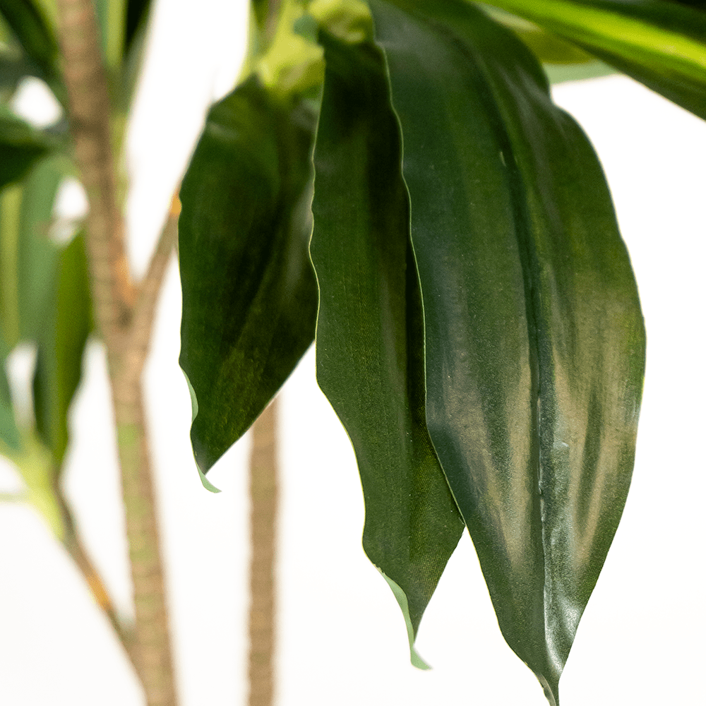 Dracena Artificial