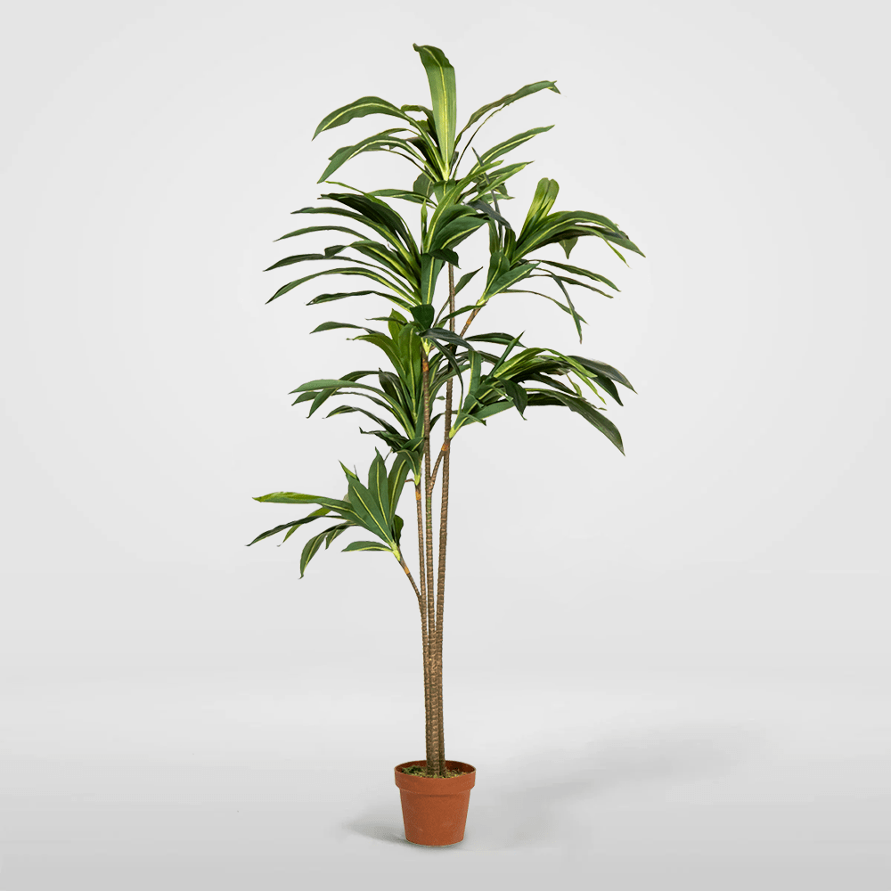 Dracena Artificial