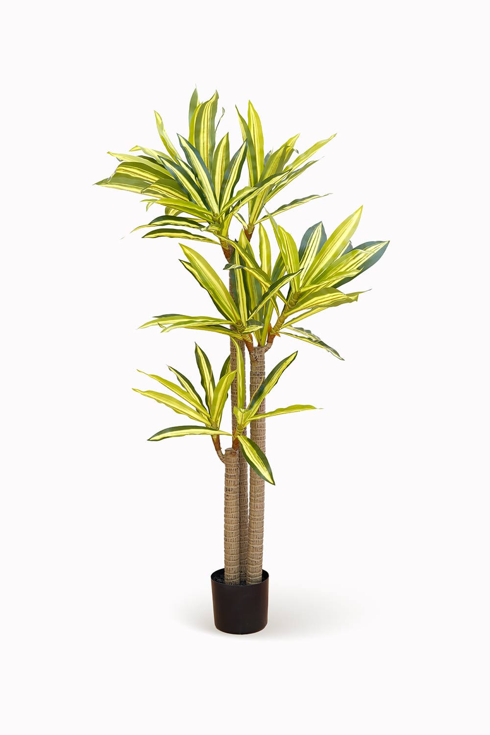 Dracena Oriental