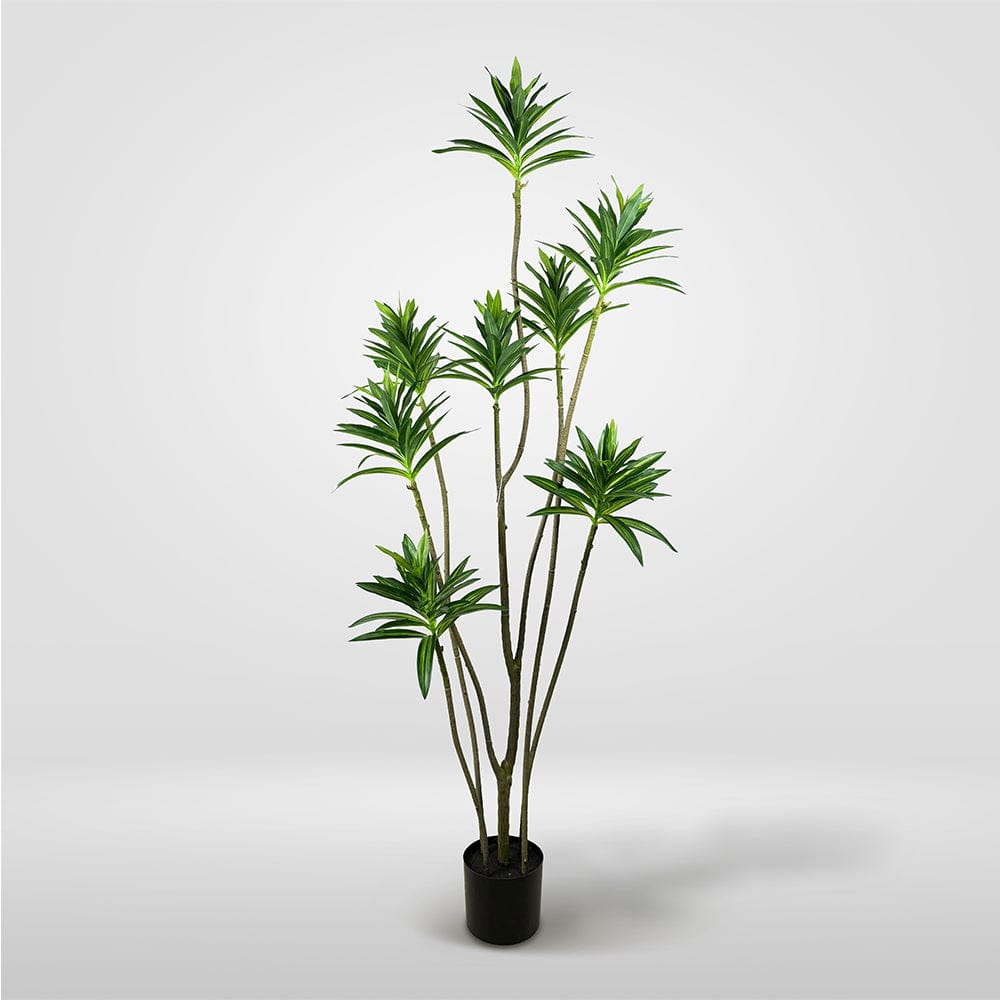 Dracena Reflexa Oscuro
