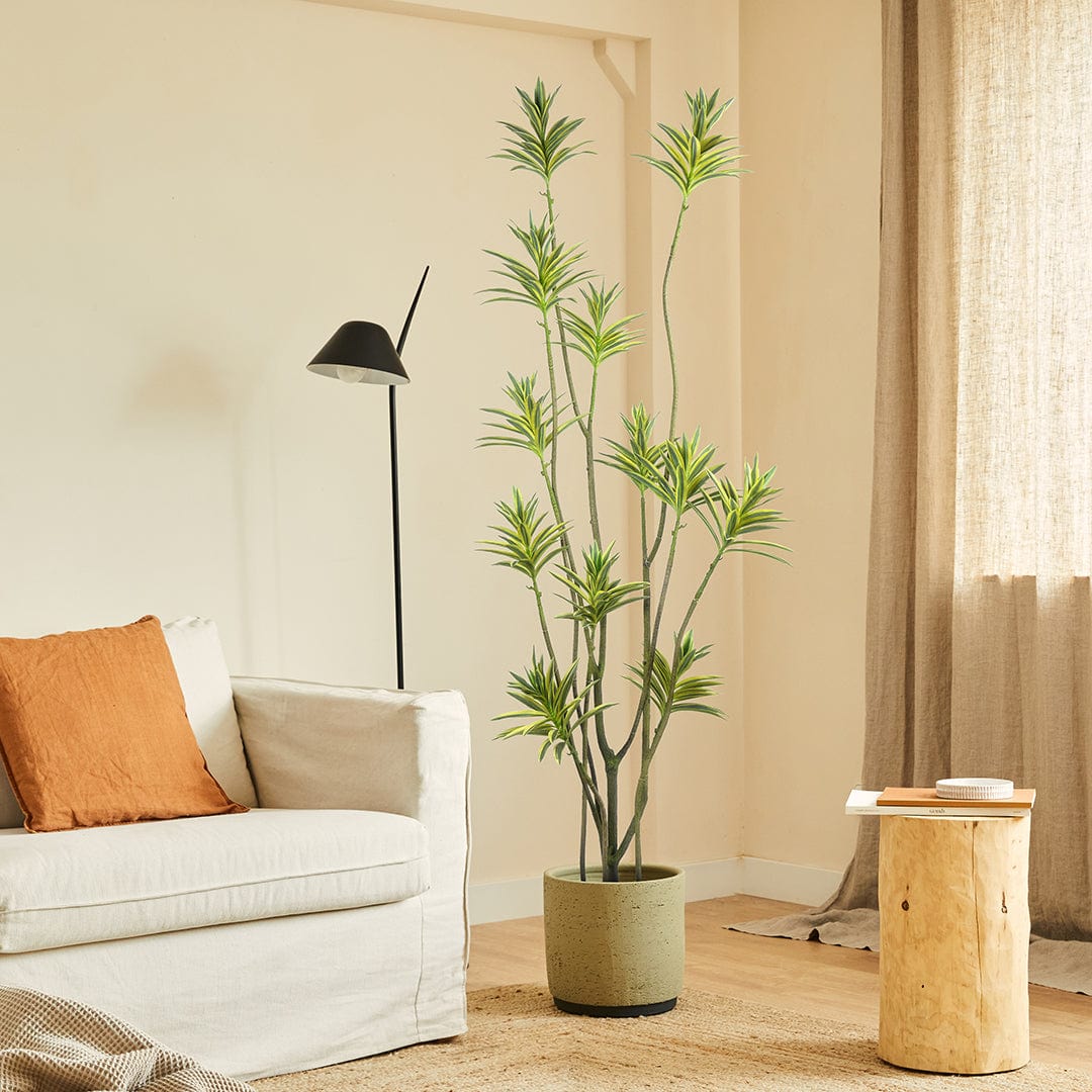 Dracena Reflexa