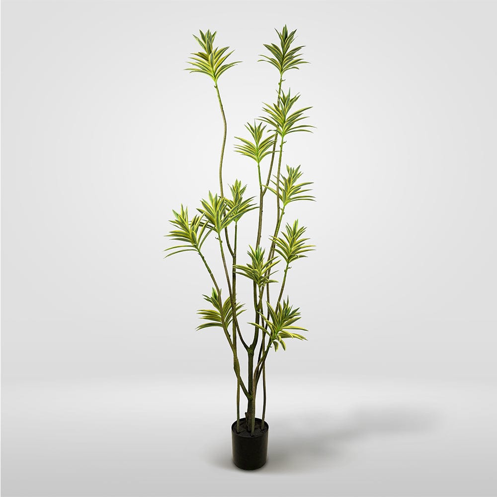 Dracena Reflexa