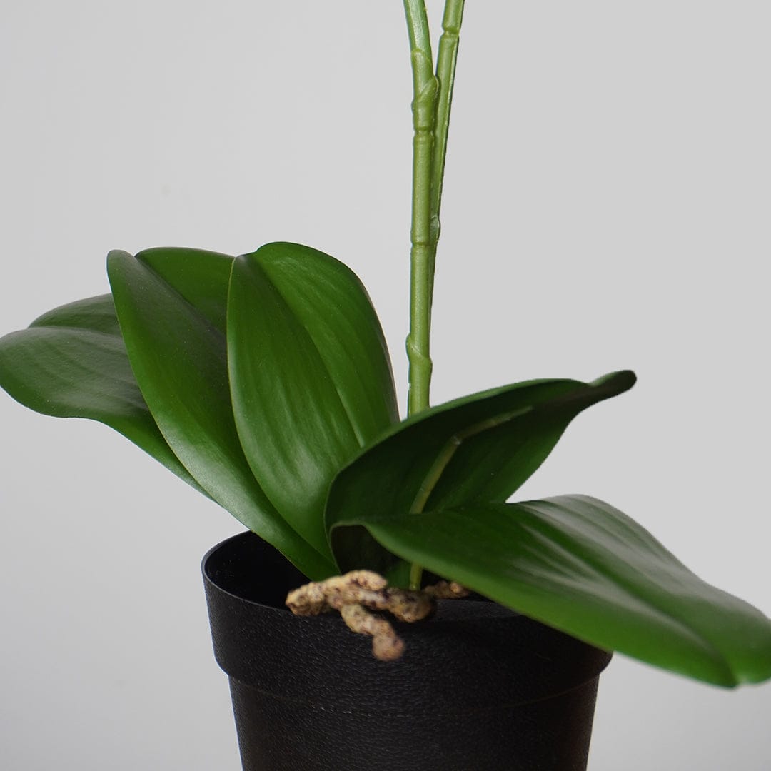 Orquídea Single Rosa Baby