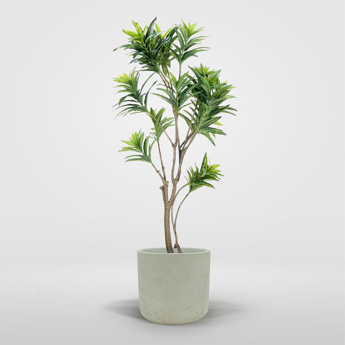 Dracena imperial