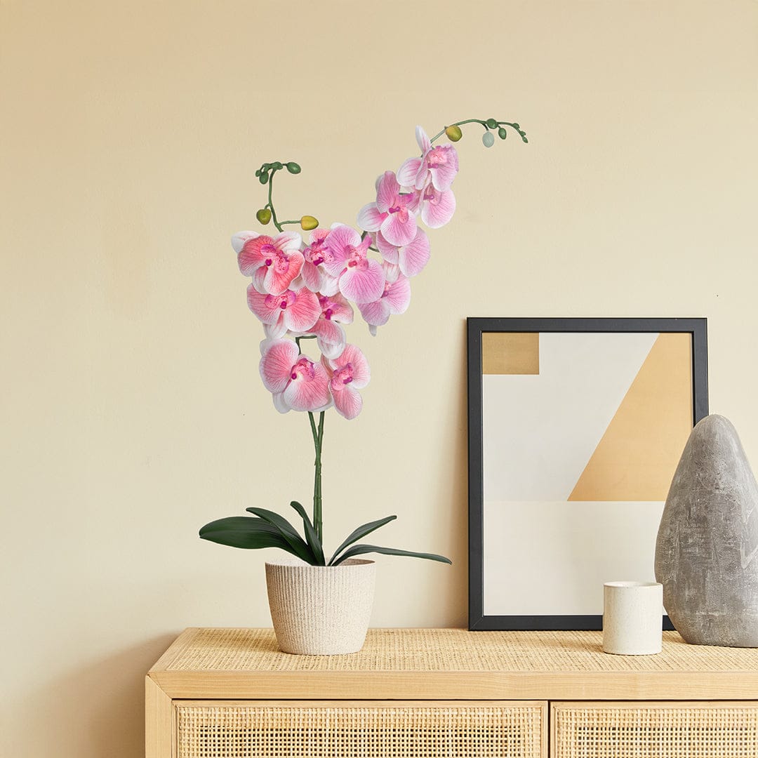 Orquídea Single Rosa Baby