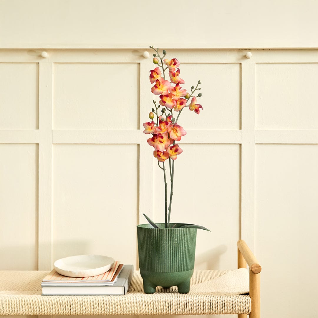 Orquídea Single Salmón