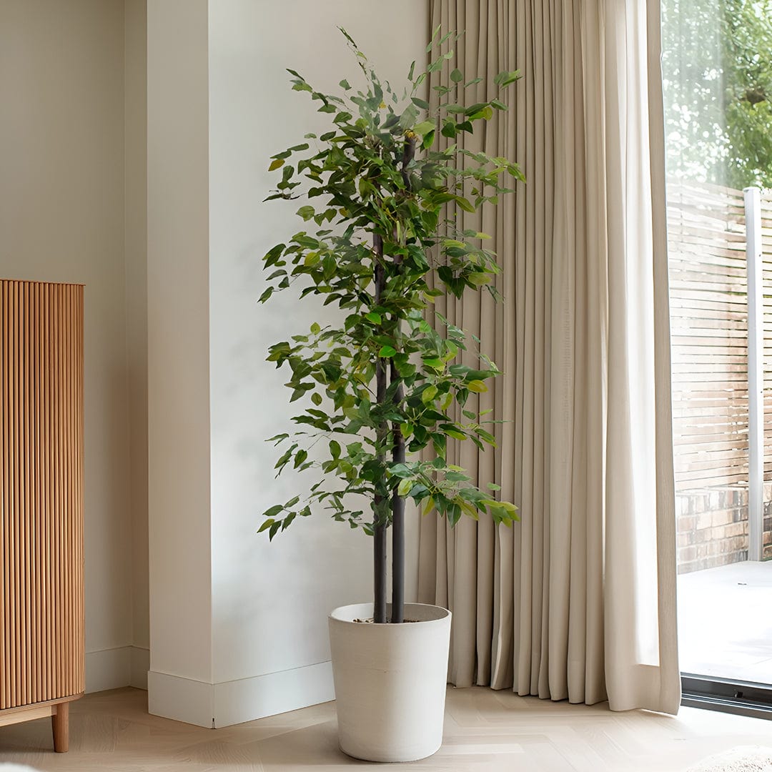 Ficus