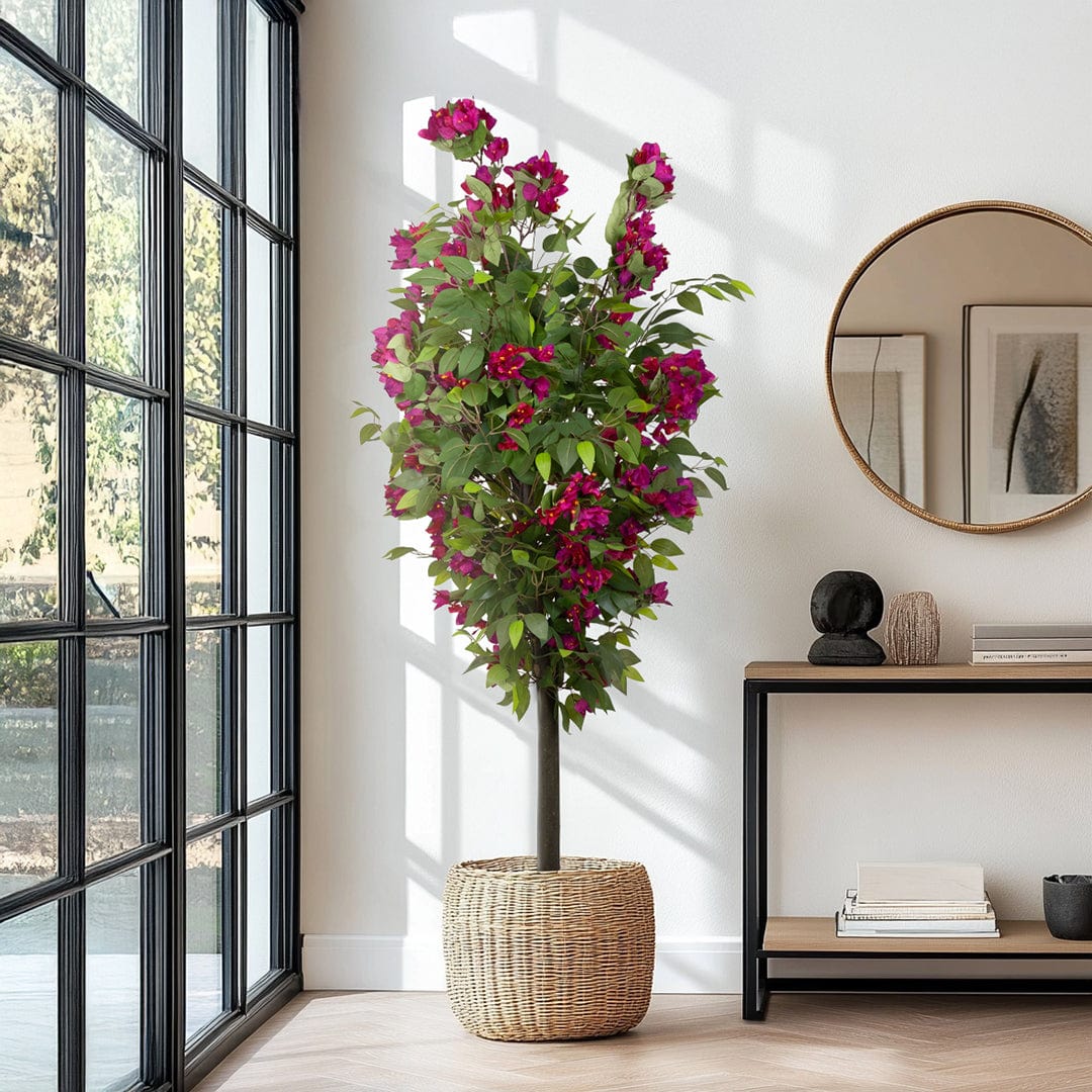 Ficus Buganvilla Silvestre