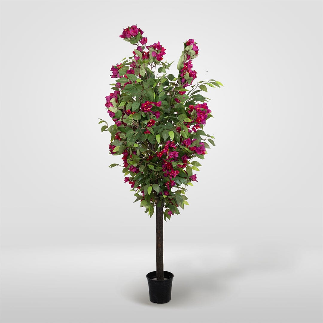 Ficus Buganvilla Silvestre