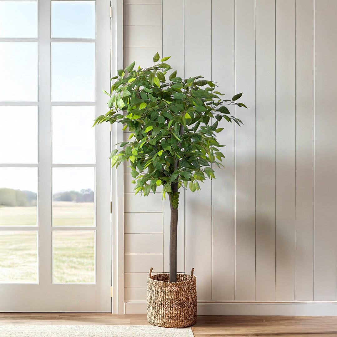 Ficus Silvestre