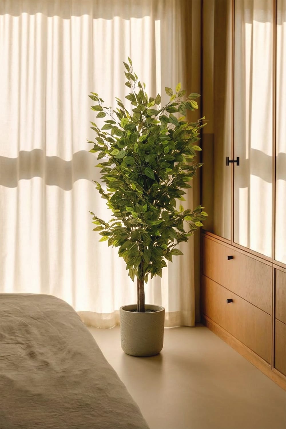 Ficus Exclusive