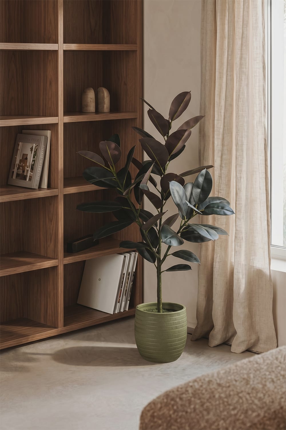 Ficus Lyrata Premium