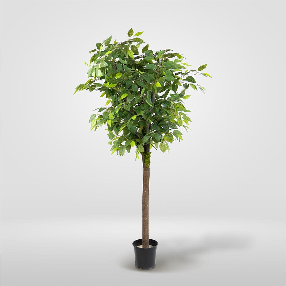 Ficus Silvestre