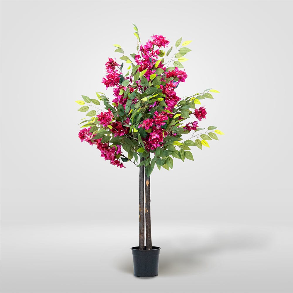Ficus Buganvilla