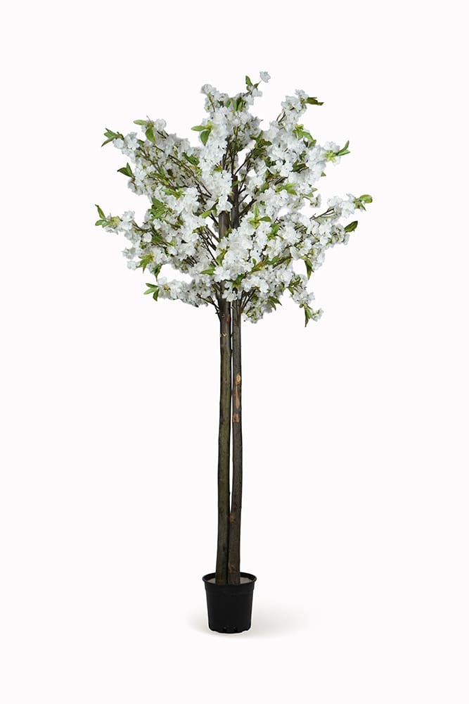 Almendro Blanco