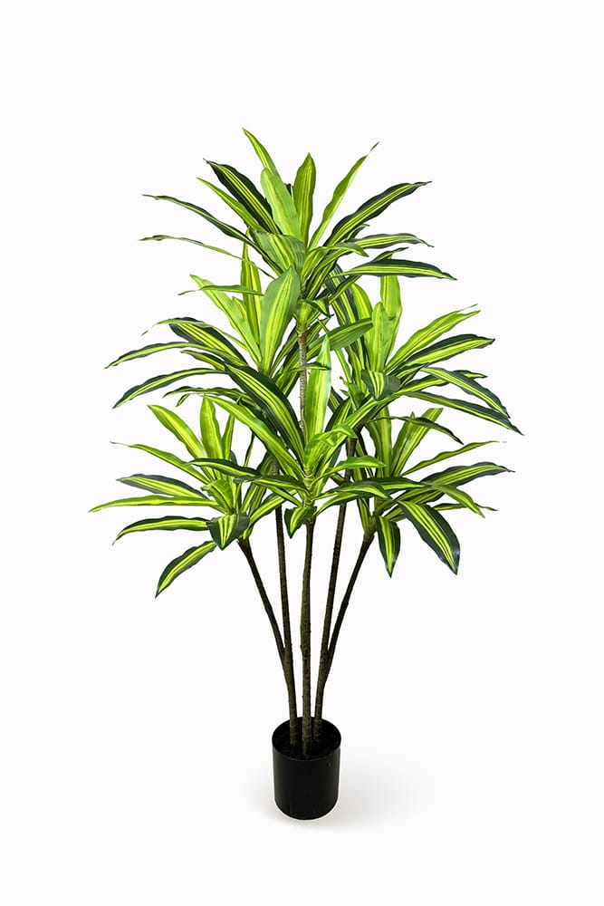 Dracena Variegata