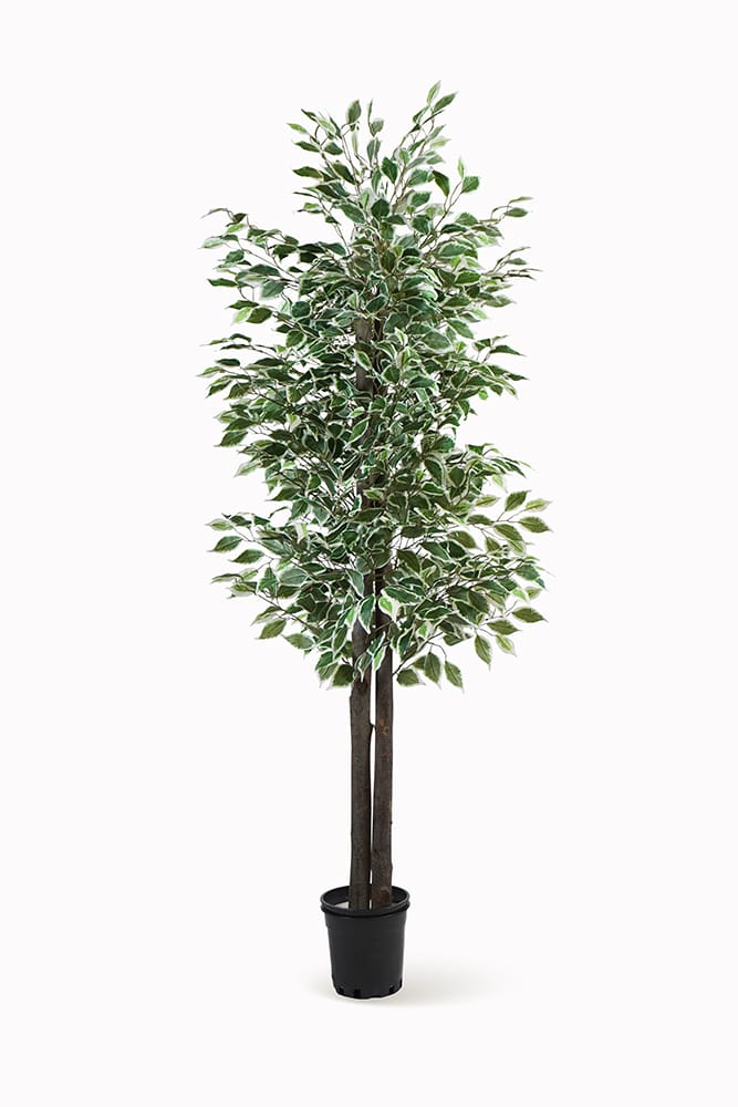 Ficus Bicolor
