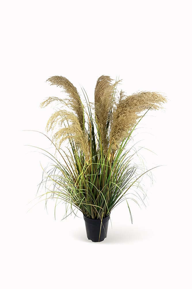 Gramínea Plumas Marrones