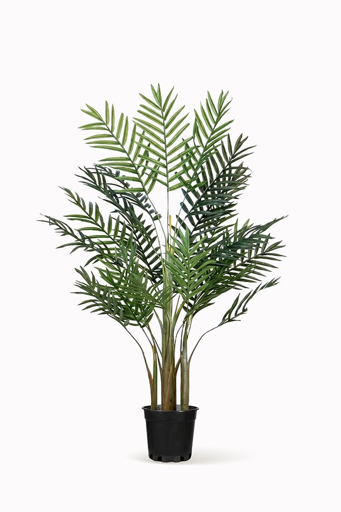 Palmera Areca