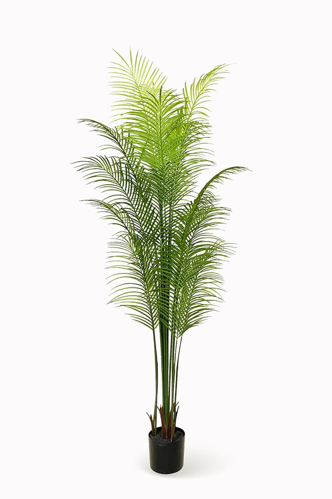 Palmera Mariposa