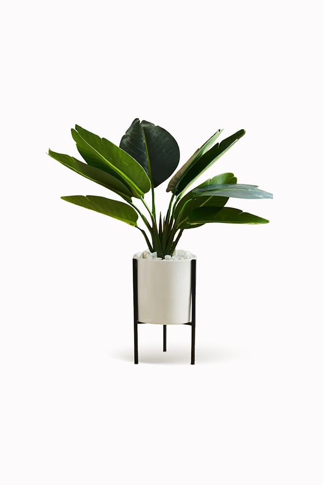 Platanera con Soporte