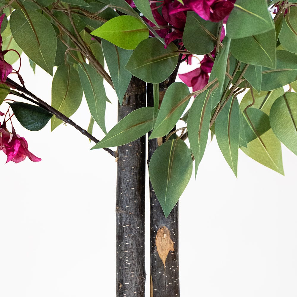Ficus Buganvilla