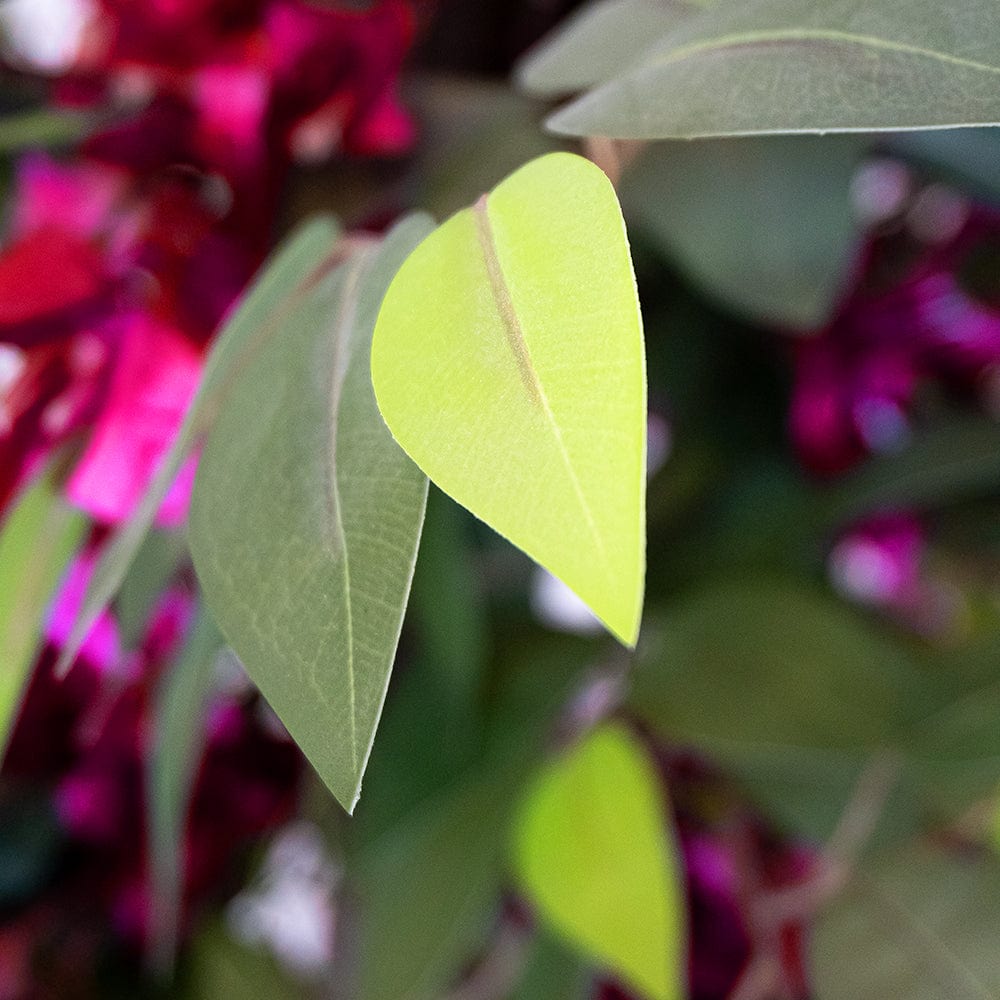 Ficus Buganvilla
