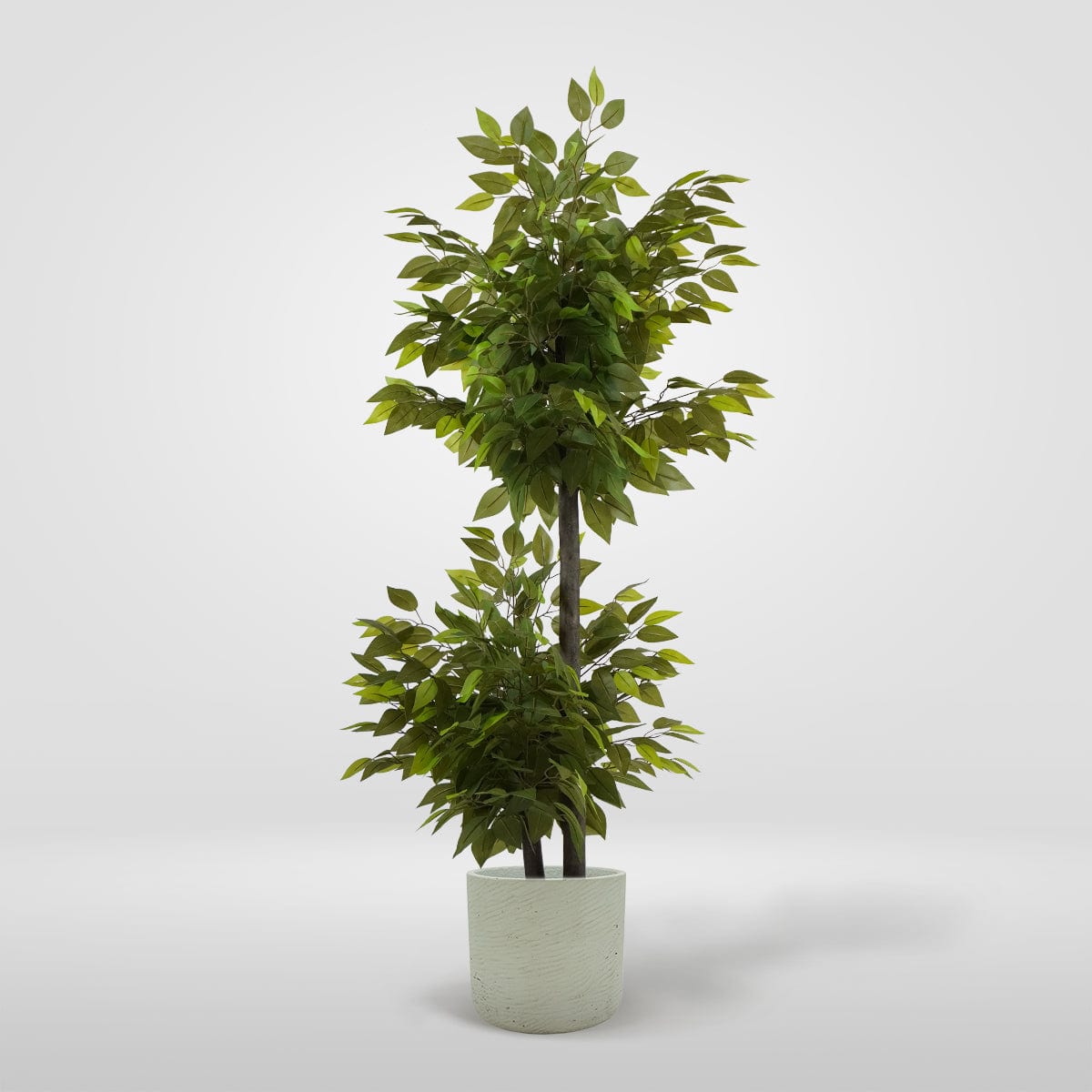 Ficus 2 copas