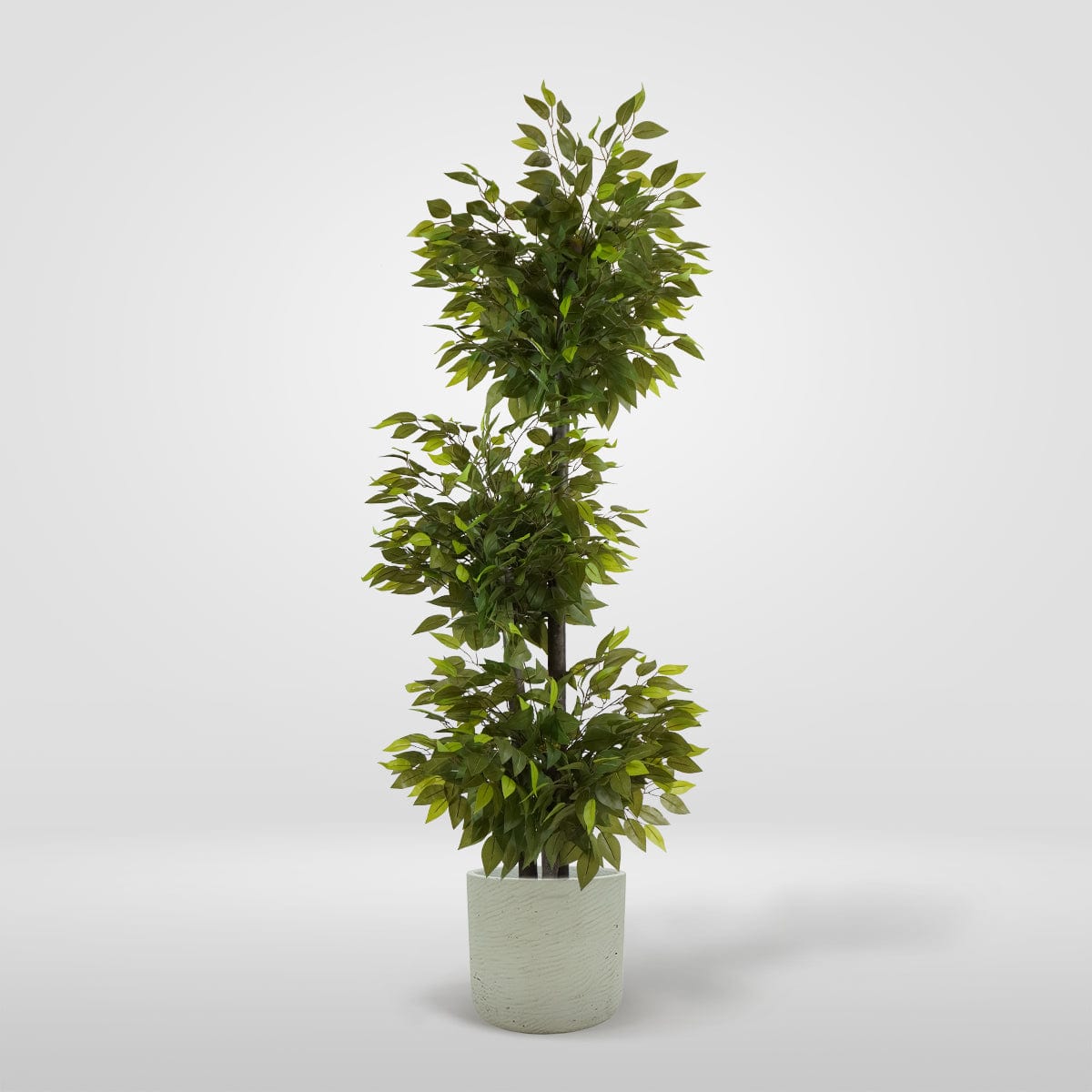 Ficus 3 copas