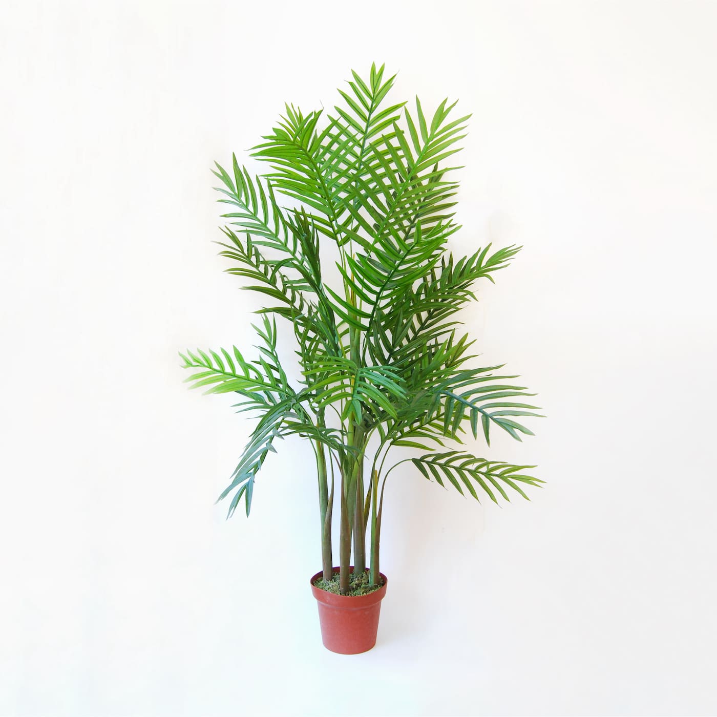 Areca Palm tree