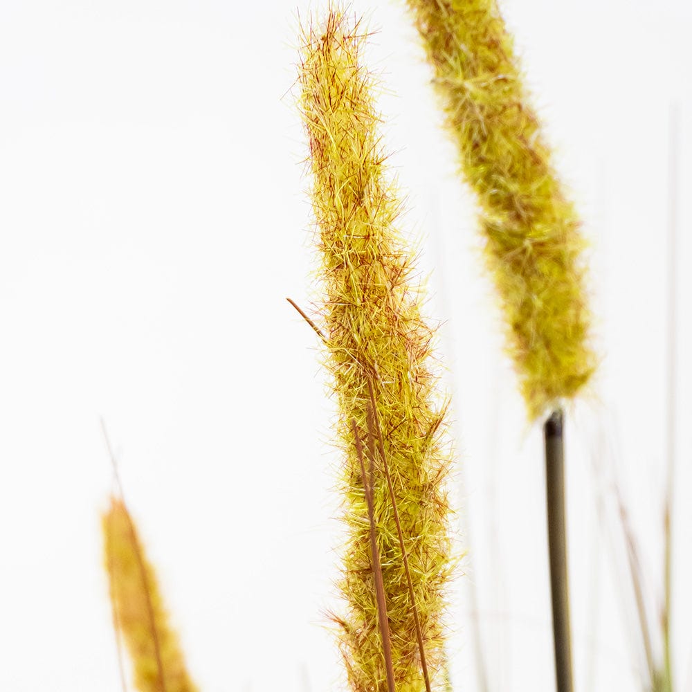 Gramínea Pennisetum