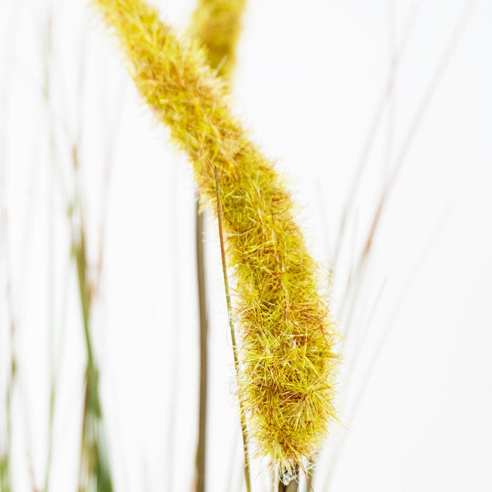 Gramínea Pennisetum