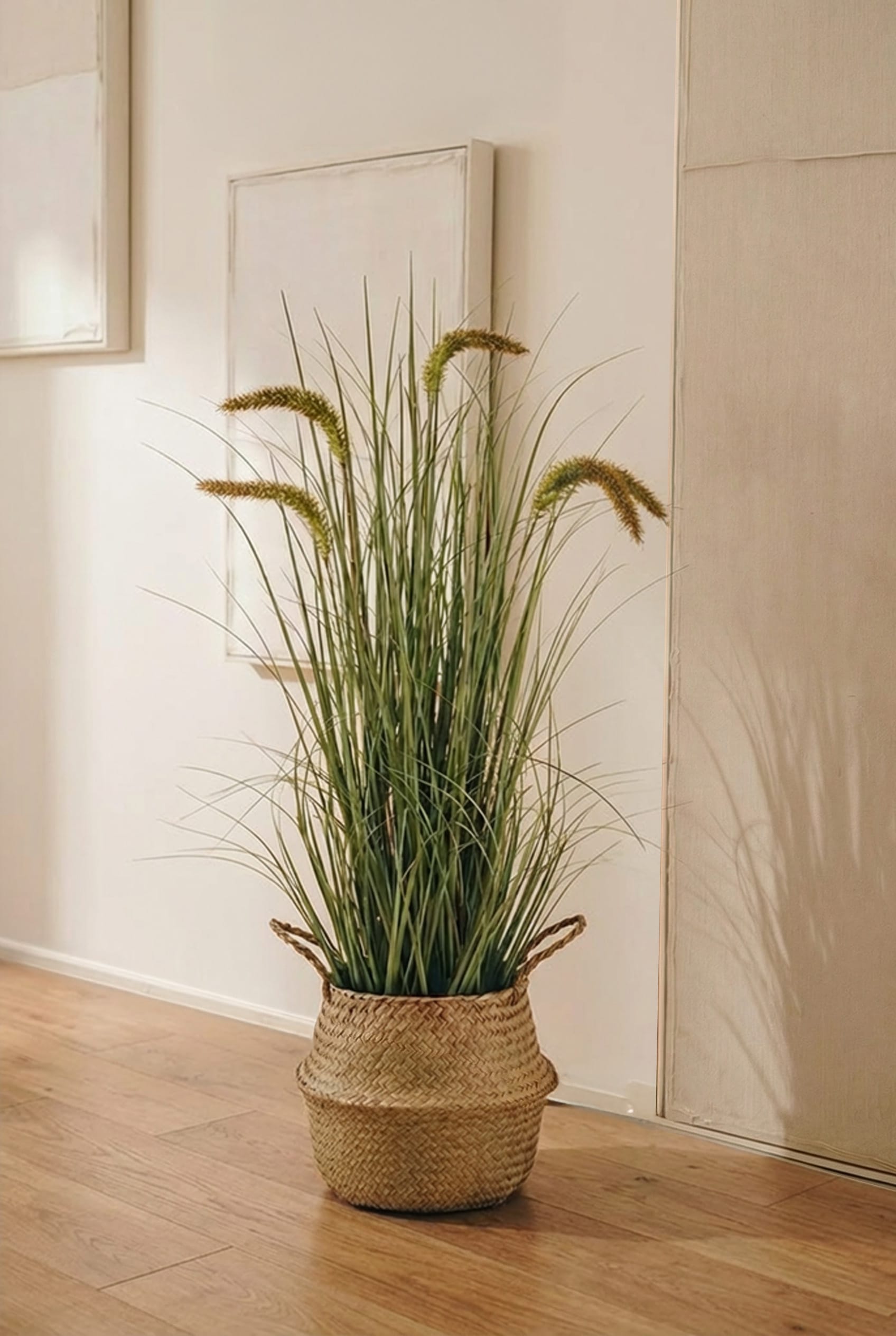 Gramínea Pennisetum