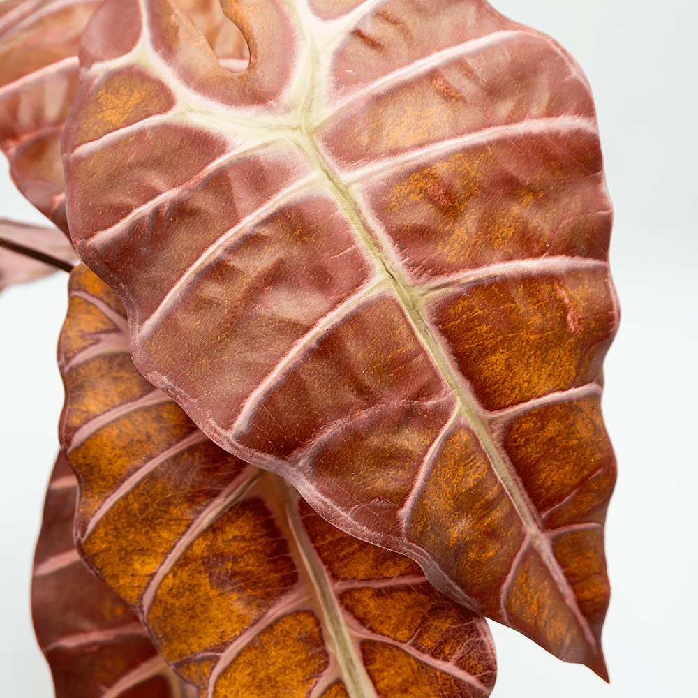 Alocasia Burdeos