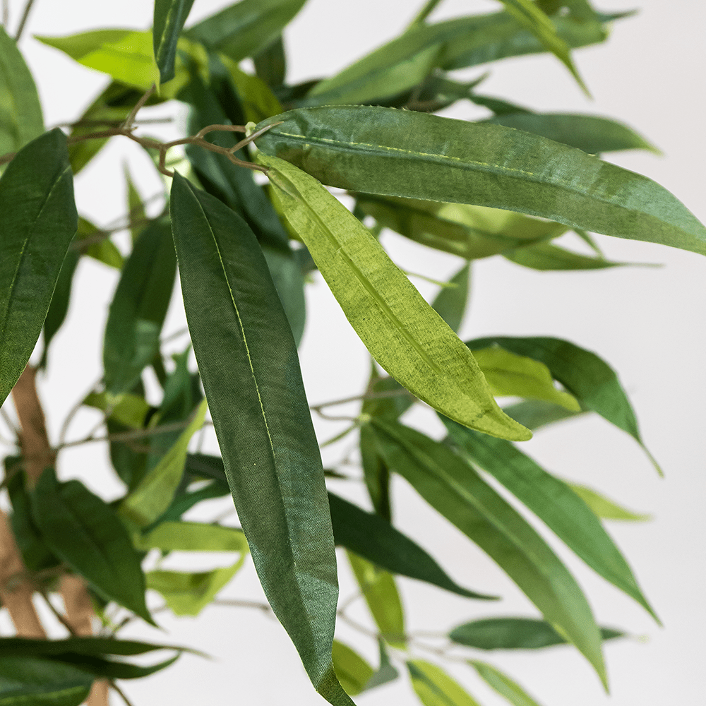 Árbol Mango Tropical XL
