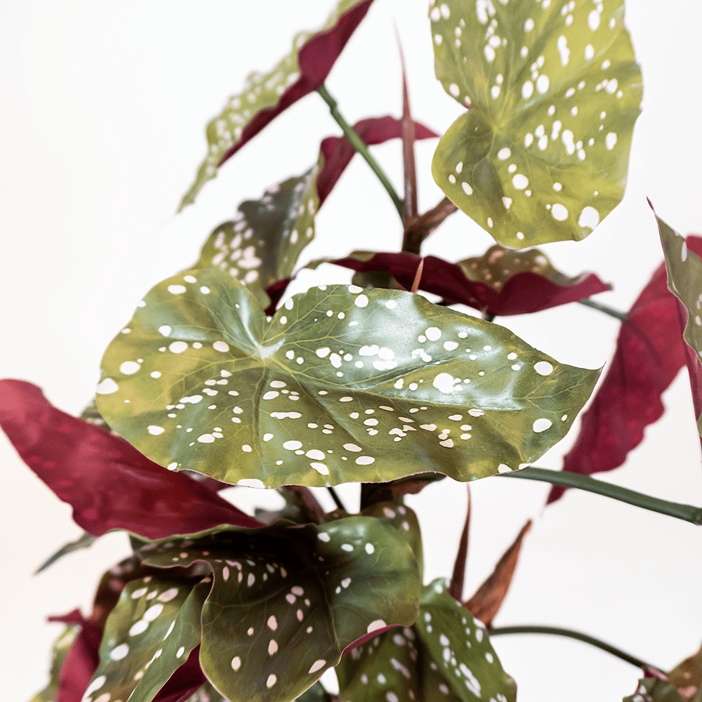 Begonia Verde
