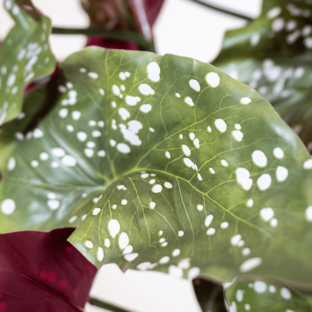 Begonia Verde