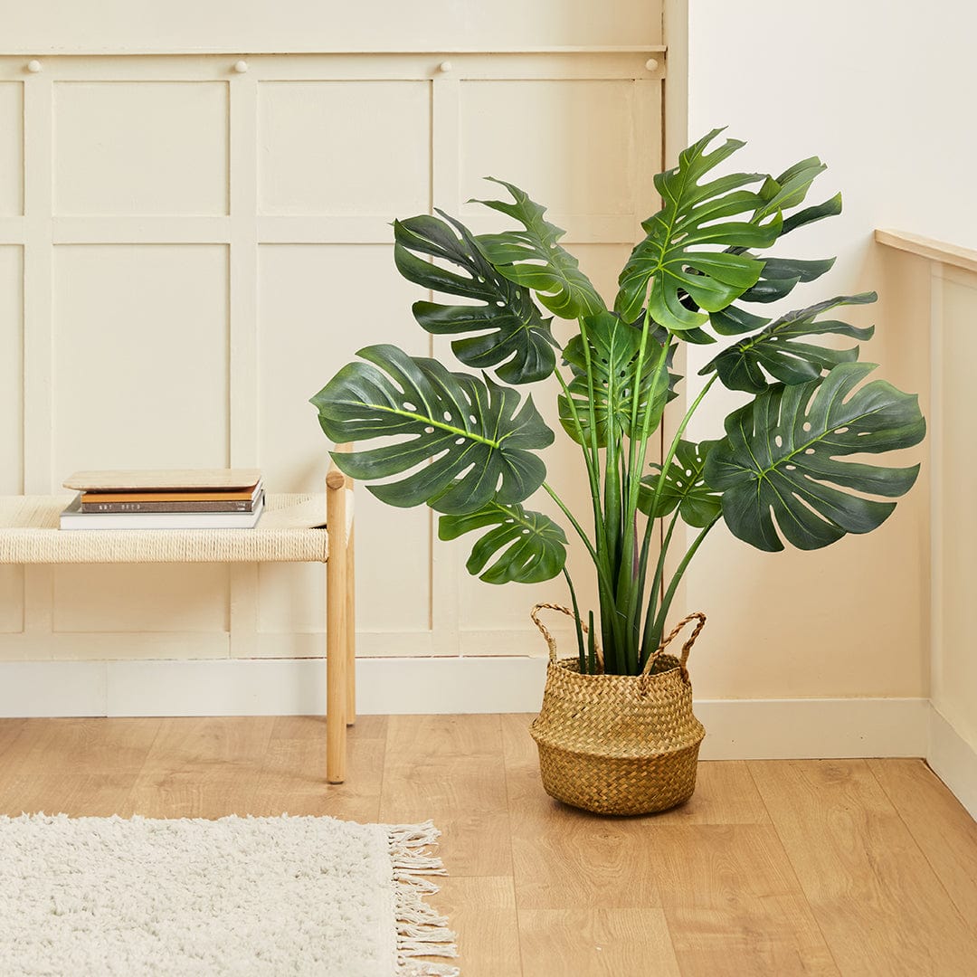 Monstera Exclusive