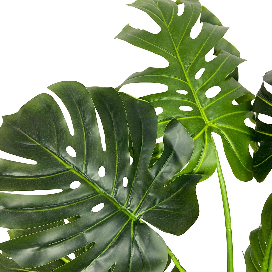 Monstera Exclusive